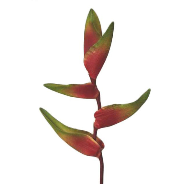 Flor