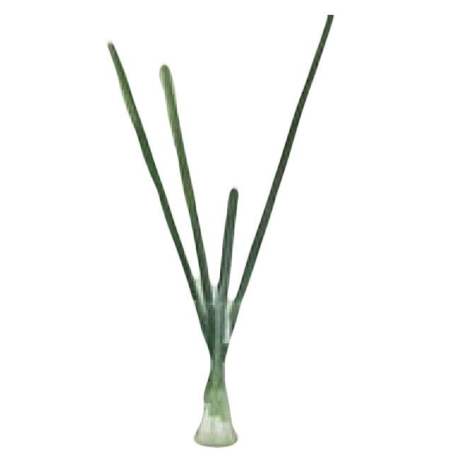 Hoja