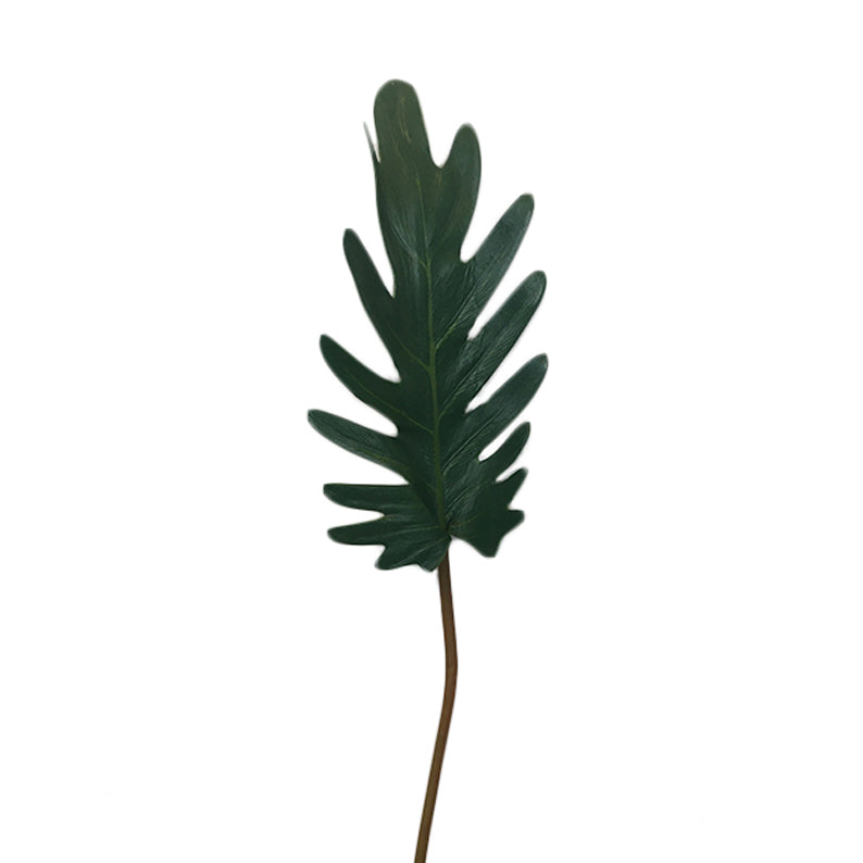 Hoja