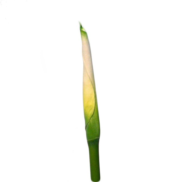 Flor