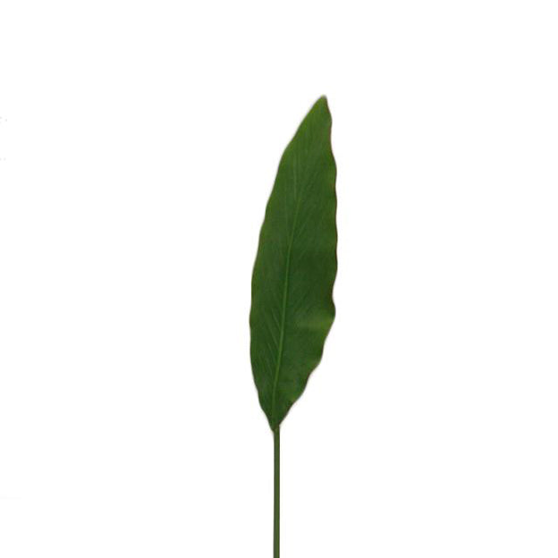 Hoja