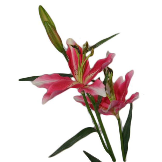 Flor