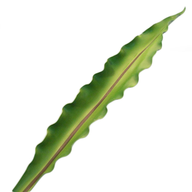 Hoja