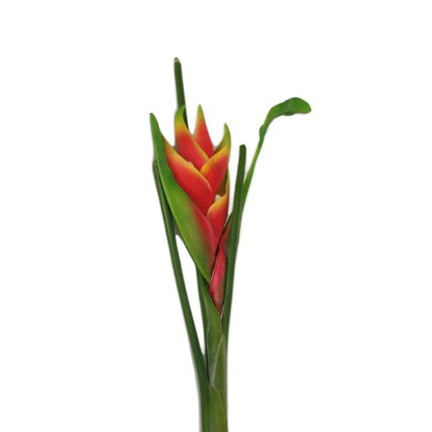 Flor
