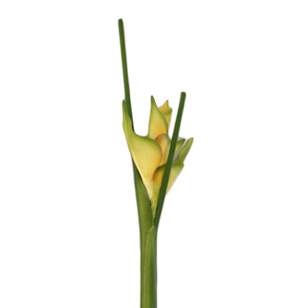 Flor