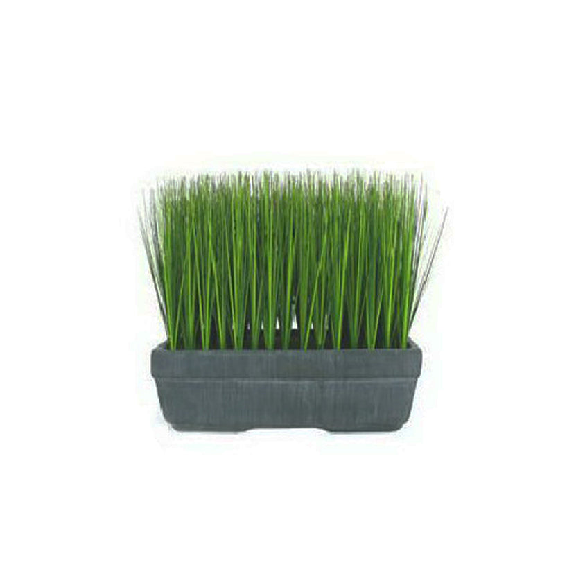 Planta