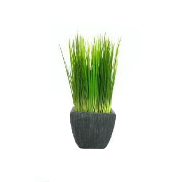 Planta