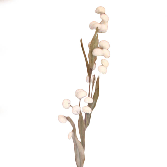 Flor