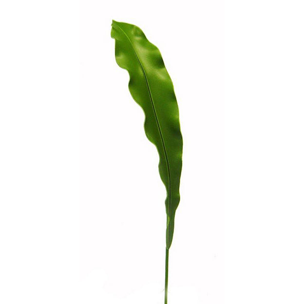 Hoja