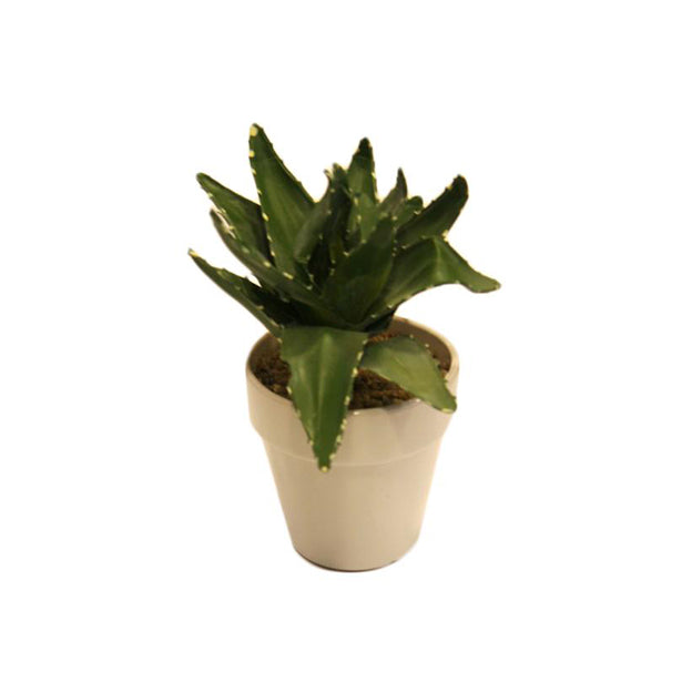 Planta