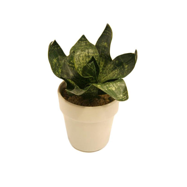 Planta