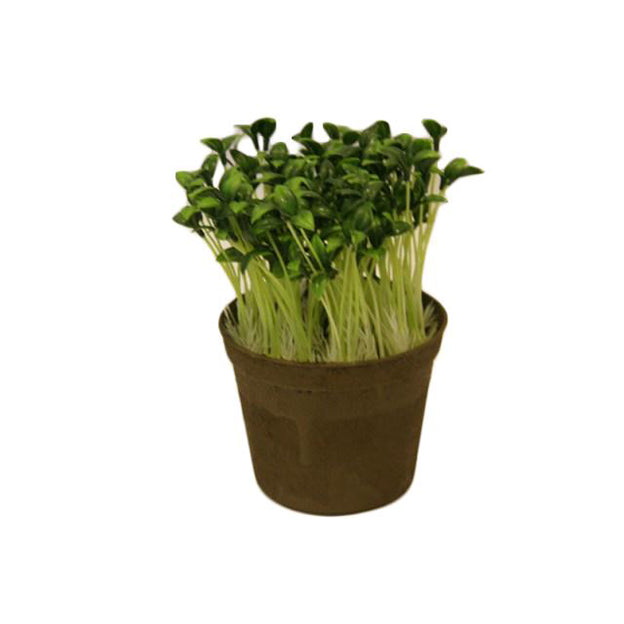 Planta