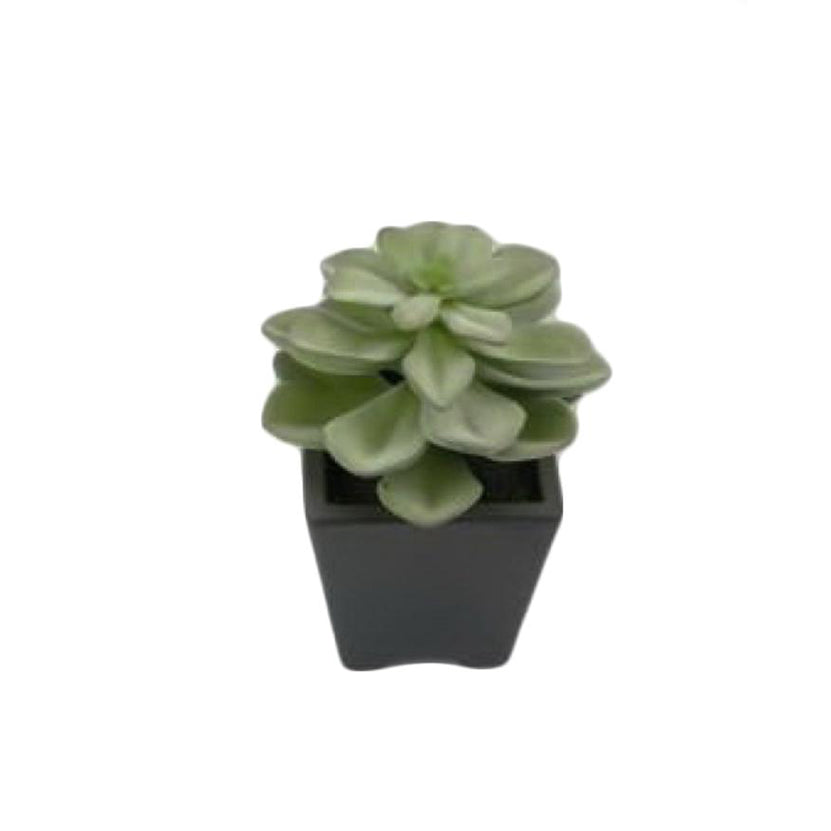 Planta