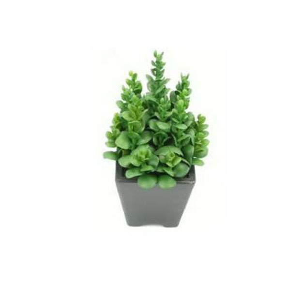 Planta