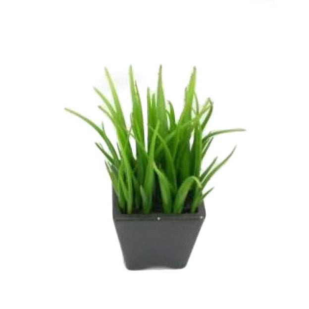 Planta