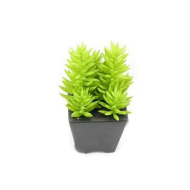 Planta