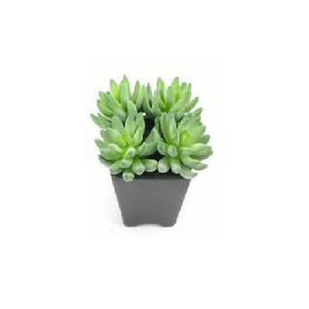 Planta