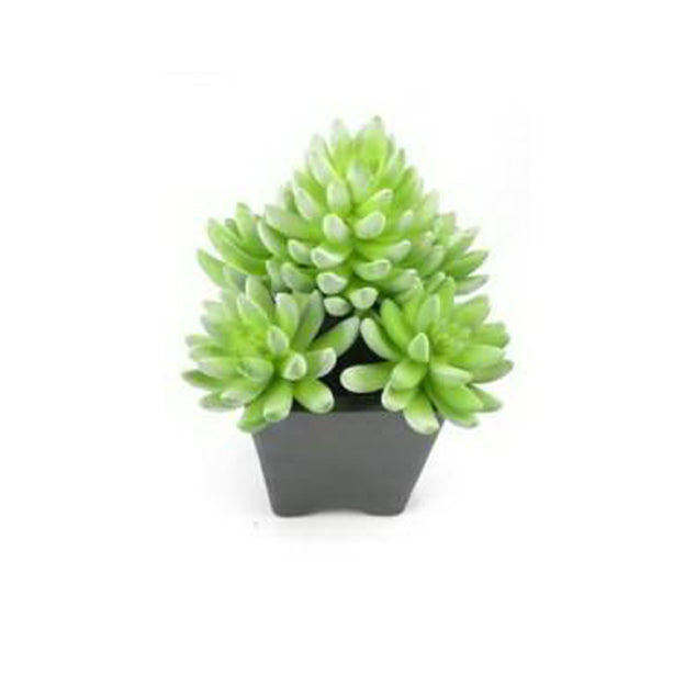 Planta