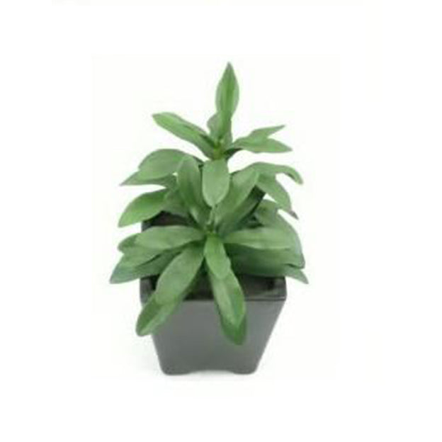 Planta