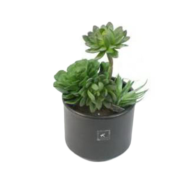 Planta