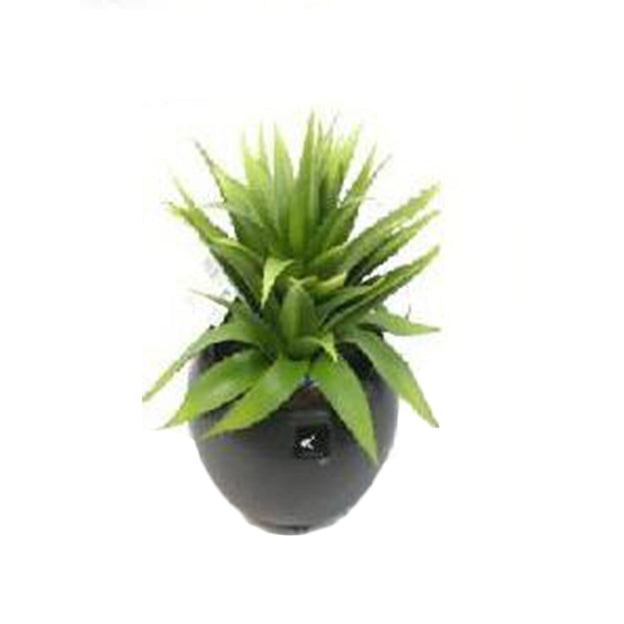 Planta