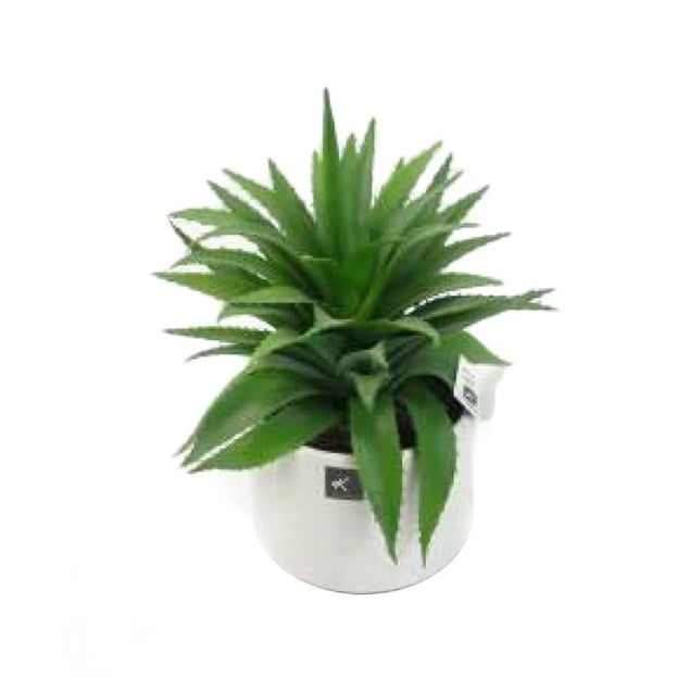 Planta