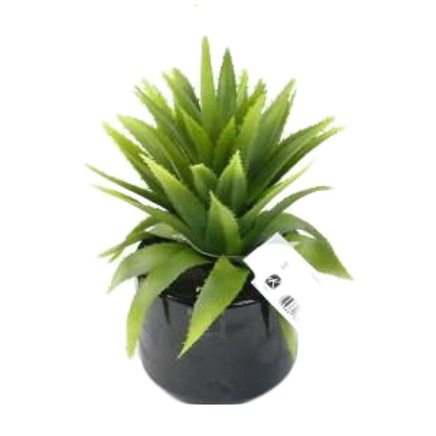 Planta