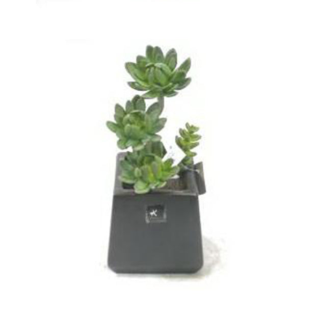 Planta