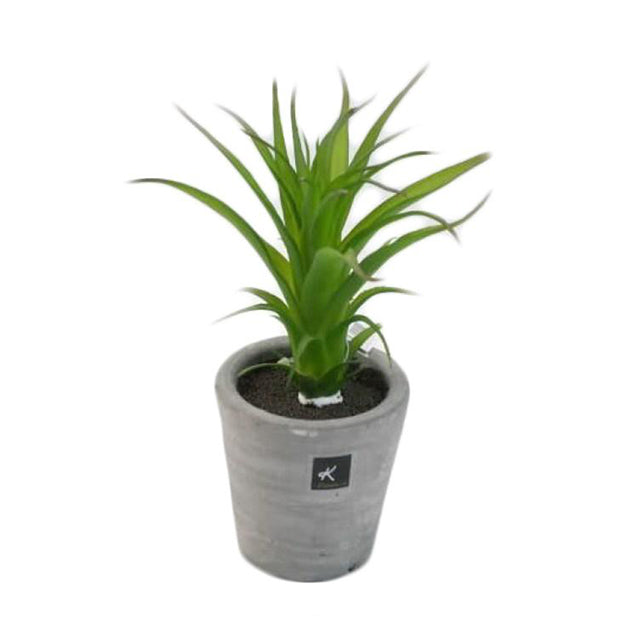 Planta