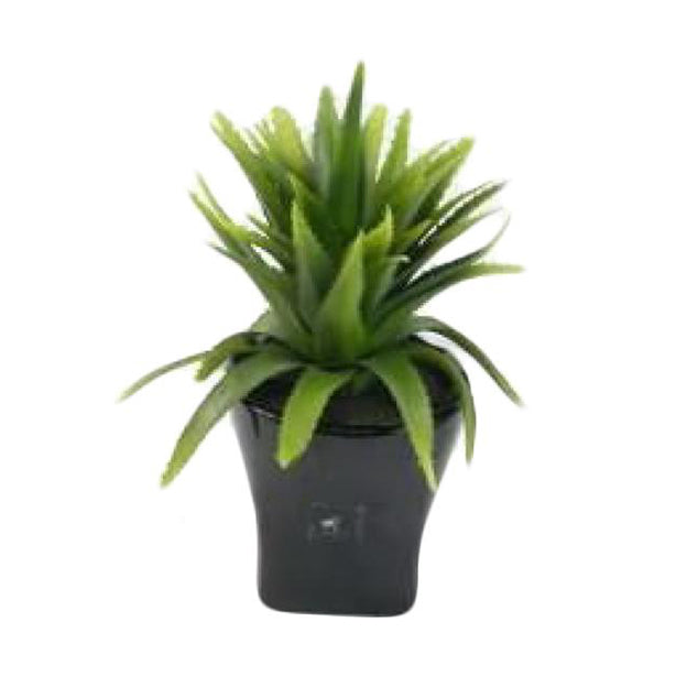 Planta