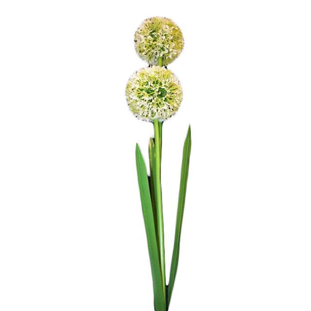 Flor