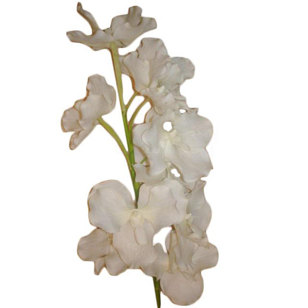 Flor
