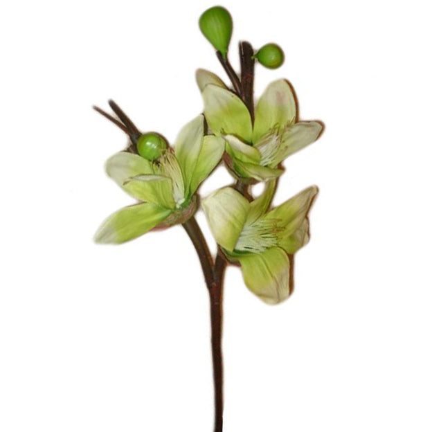 Flor