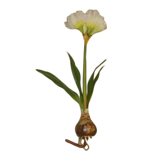 Flor