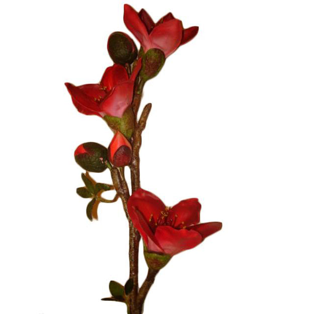 Flor