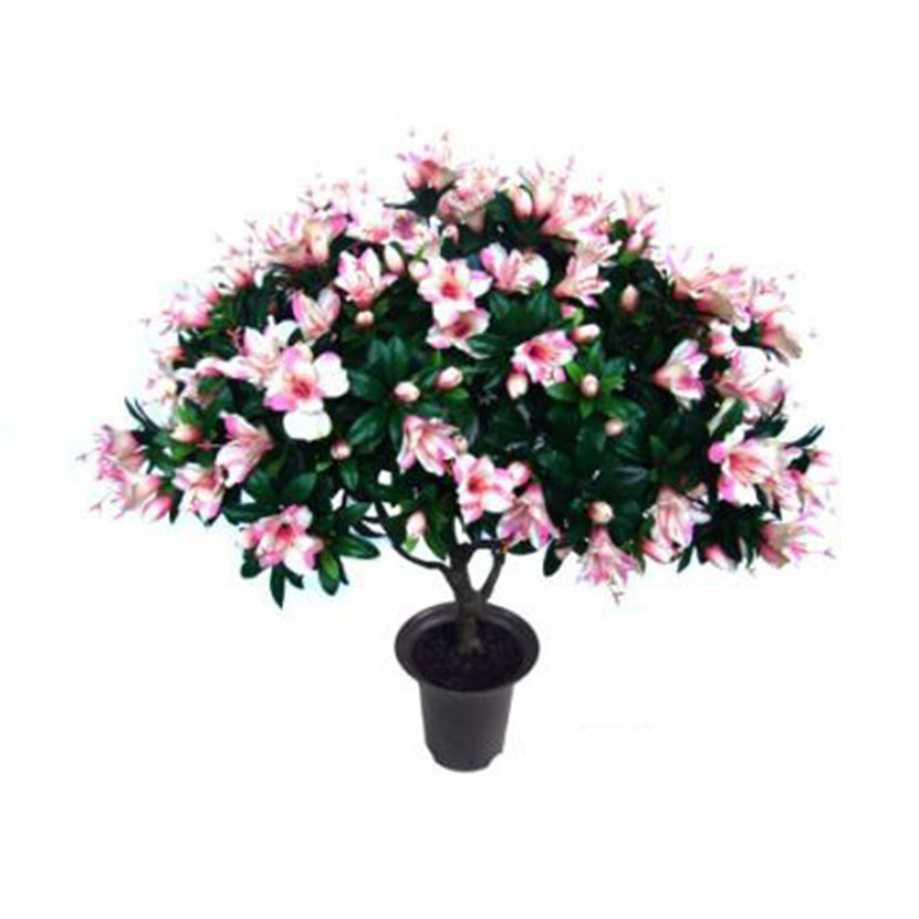 Planta