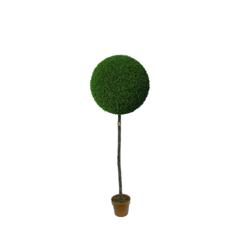 Planta