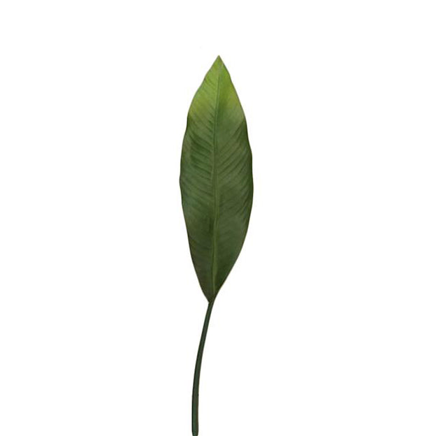 Hoja