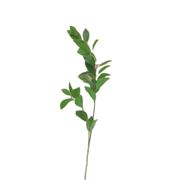 Rama