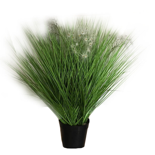 Planta