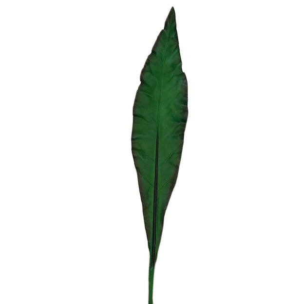 Hoja