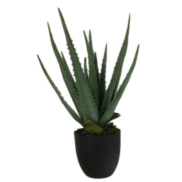 Planta