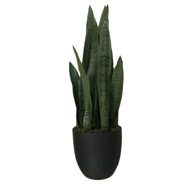 Planta