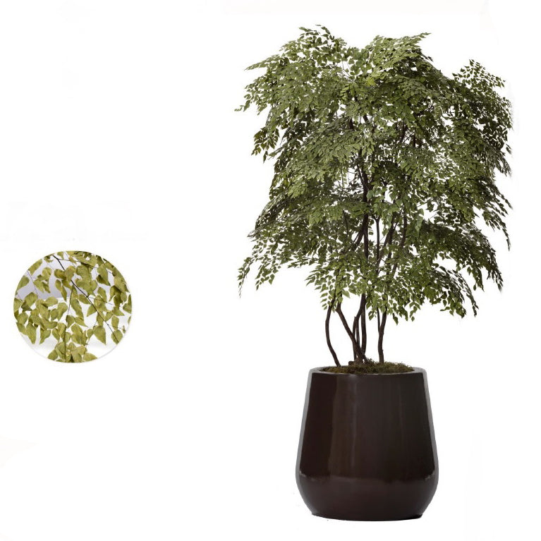 Planta