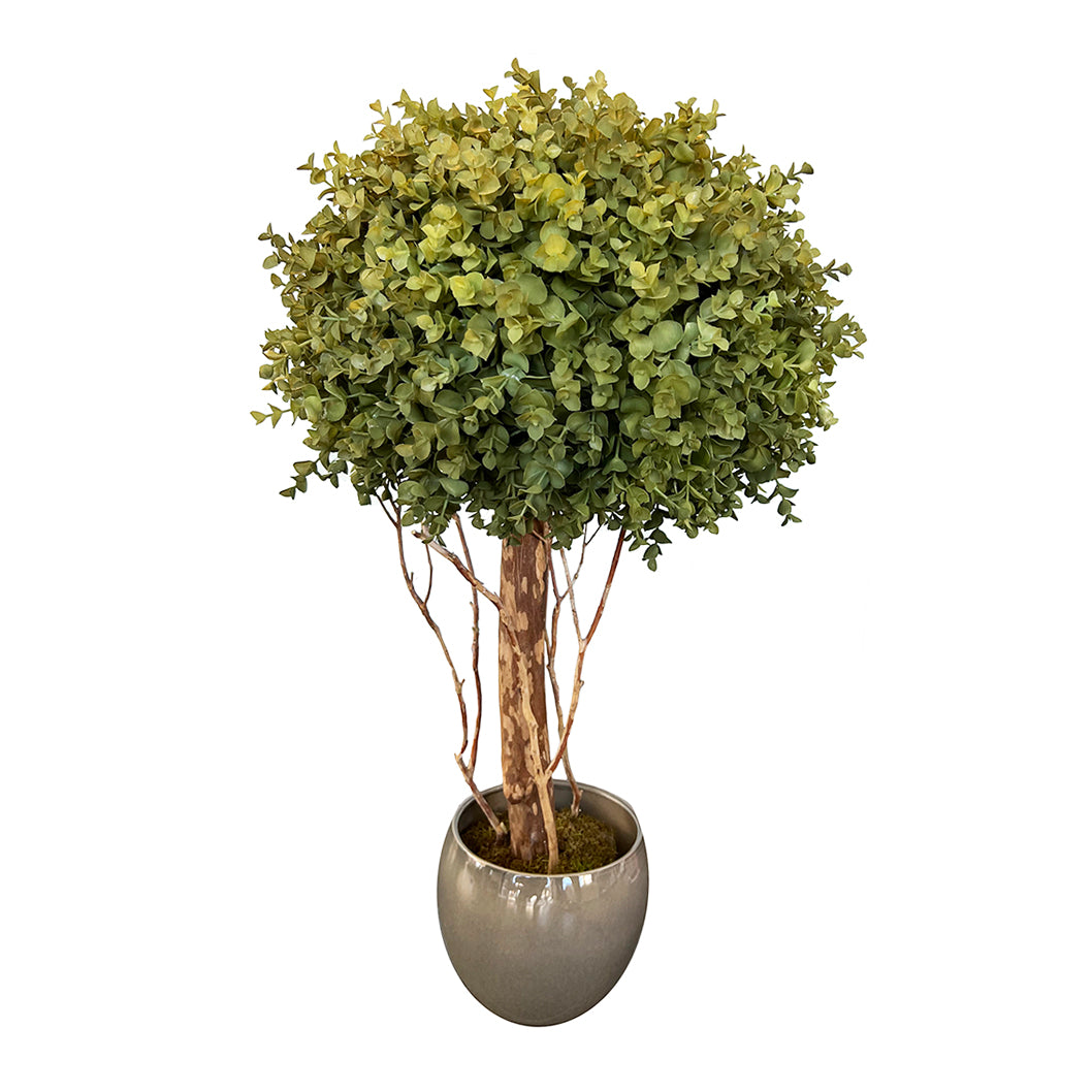 Planta