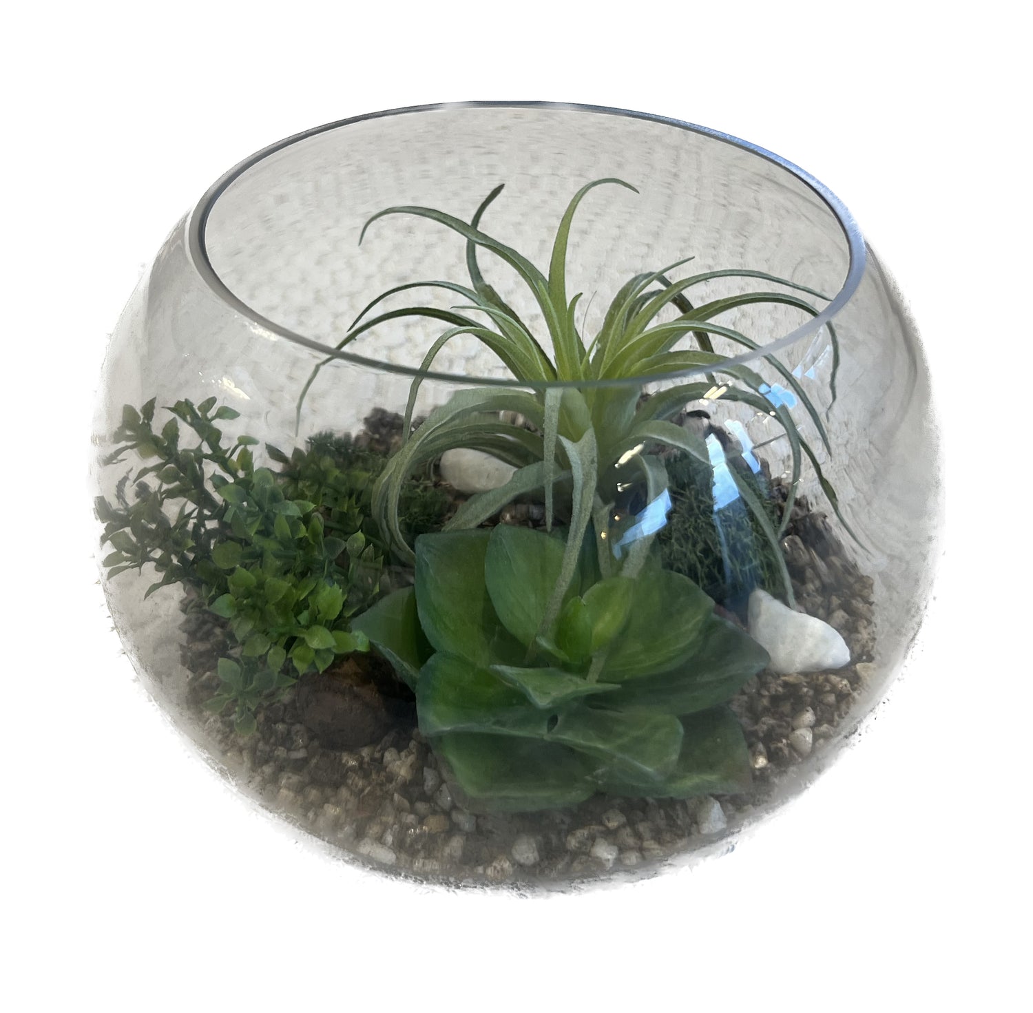 Planta