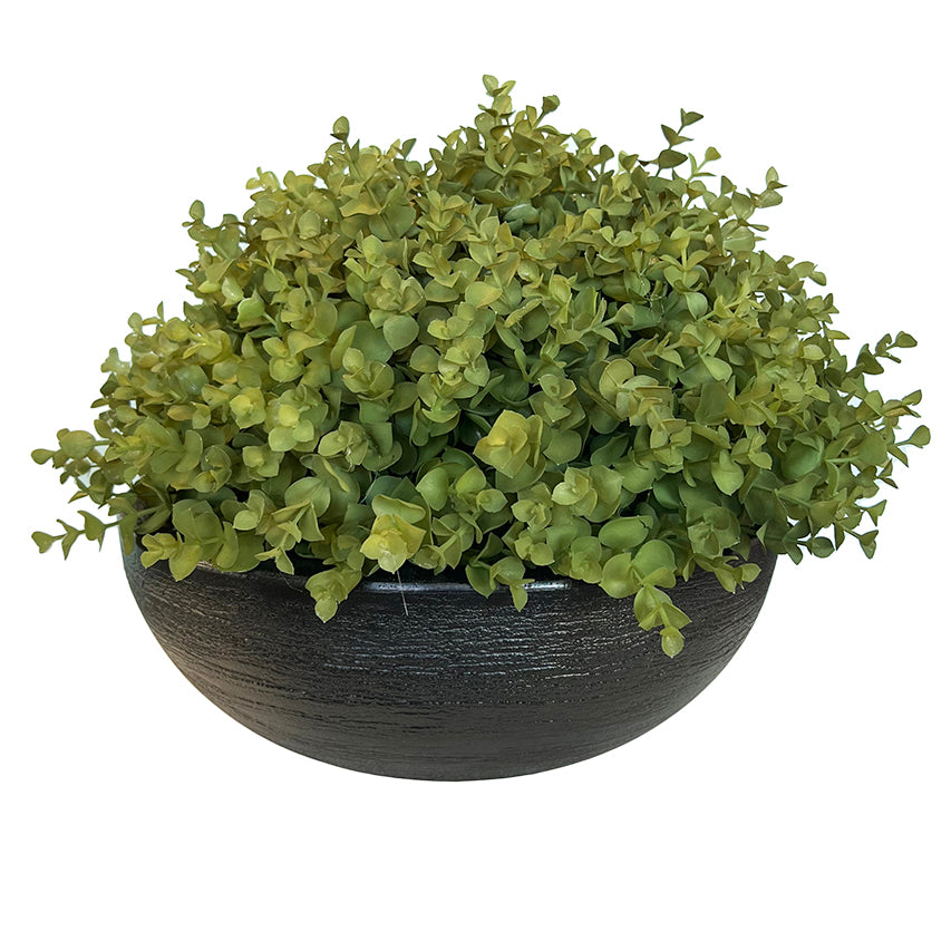 Planta