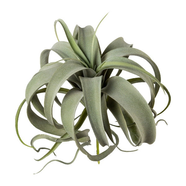 Planta