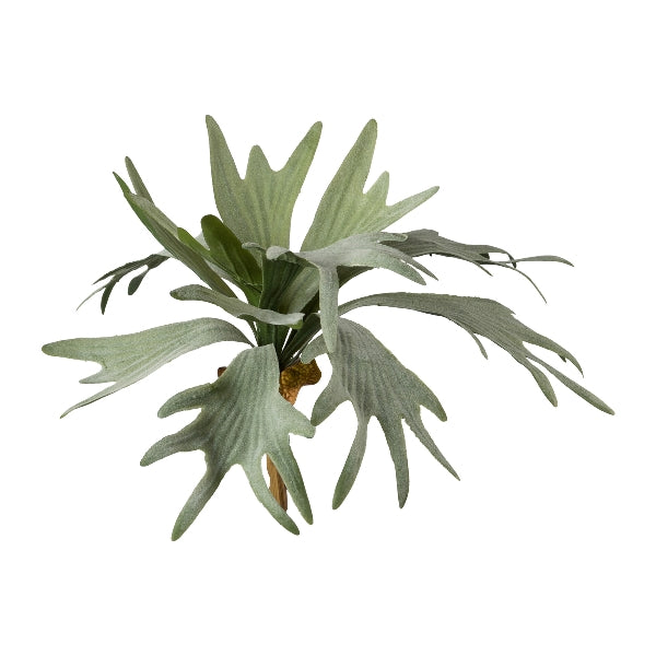 Planta