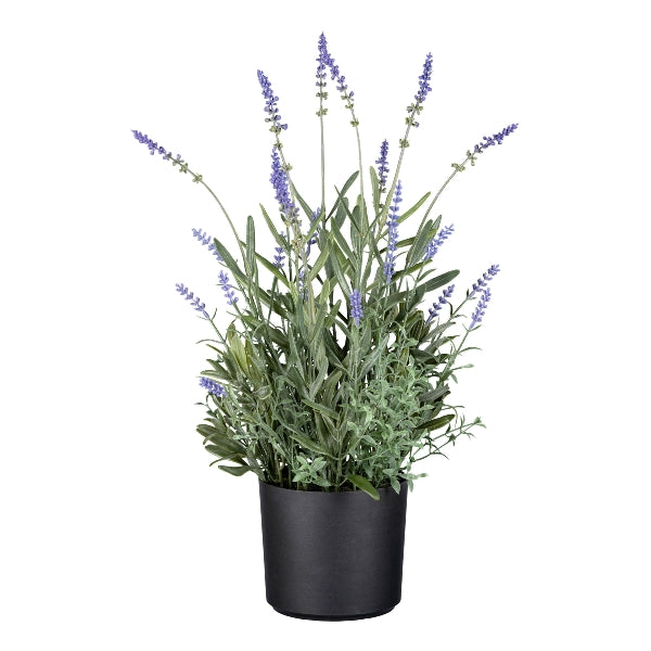 Planta